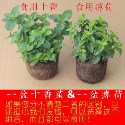 哪里有卖十香菜的(香菜哪里买)-第1张图片-厨房小当家 哪里有卖十香菜的(香菜哪里买)-第1张图片-厨房小当家