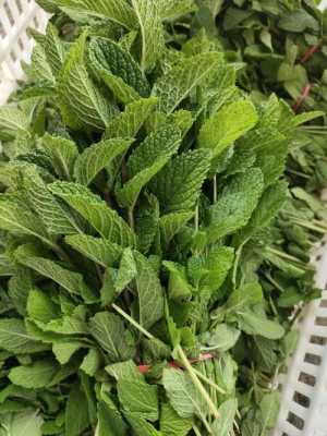 哪里有卖十香菜的(香菜哪里买)-第2张图片-厨房小当家 哪里有卖十香菜的(香菜哪里买)-第2张图片-厨房小当家