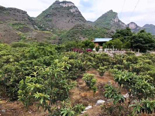 枇杷芒中国哪里有种植(枇杷芒产地哪里最有名)-第2张图片-厨房小当家 枇杷芒中国哪里有种植(枇杷芒产地哪里最有名)-第2张图片-厨房小当家