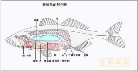 舌头鱼的内脏在哪里(舌头鱼有内脏吗)-第1张图片-厨房小当家 舌头鱼的内脏在哪里(舌头鱼有内脏吗)-第1张图片-厨房小当家