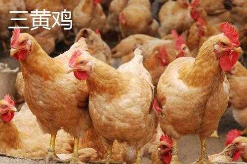 哪里的三黄鸡好吃(三黄鸡和罗曼鸡哪个好吃)-第1张图片-厨房小当家 哪里的三黄鸡好吃(三黄鸡和罗曼鸡哪个好吃)-第1张图片-厨房小当家