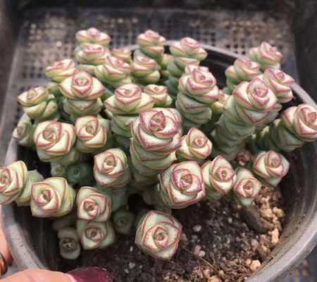 钱串串怎么样才能更旺盛(钱串串怎么样才能更旺盛)-第2张图片-厨房小当家 钱串串怎么样才能更旺盛(钱串串怎么样才能更旺盛)-第2张图片-厨房小当家
