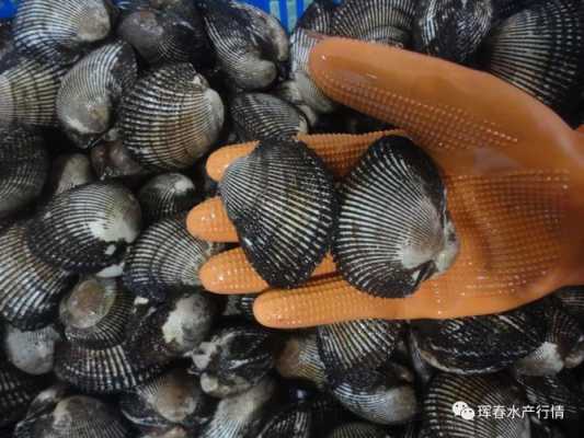 海鲜黄贝哪里不能吃(海鲜黄贝哪里不能吃的)-第3张图片-厨房小当家 海鲜黄贝哪里不能吃(海鲜黄贝哪里不能吃的)-第3张图片-厨房小当家
