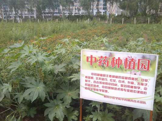 哪里有种植药材米辣子(哪里有种植药材米辣子的)-第3张图片-厨房小当家 哪里有种植药材米辣子(哪里有种植药材米辣子的)-第3张图片-厨房小当家