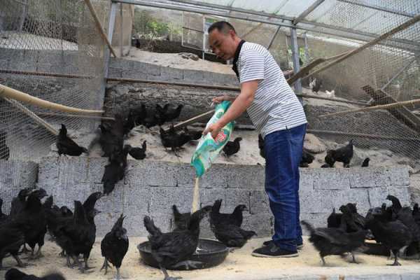县城卖土鸡的利润怎么样,县城开家叫了只鸡怎么样赚钱-第2张图片-厨房小当家 县城卖土鸡的利润怎么样,县城开家叫了只鸡怎么样赚钱-第2张图片-厨房小当家