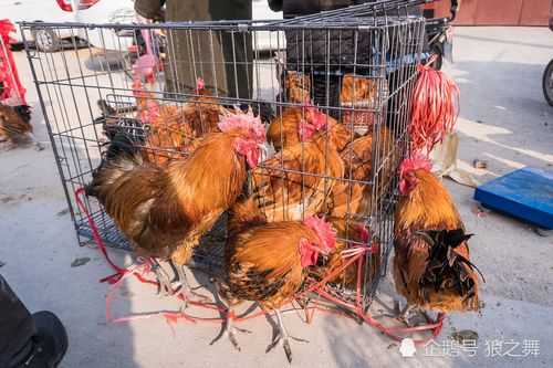 县城卖土鸡的利润怎么样,县城开家叫了只鸡怎么样赚钱-第1张图片-厨房小当家 县城卖土鸡的利润怎么样,县城开家叫了只鸡怎么样赚钱-第1张图片-厨房小当家