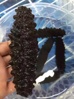 哪里能买到正宗的海参(哪里能买到正宗的海参呢)-第2张图片-厨房小当家 哪里能买到正宗的海参(哪里能买到正宗的海参呢)-第2张图片-厨房小当家