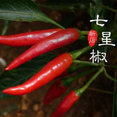 小米椒哪里产的最好(小米椒哪里产的最好吃)-第1张图片-厨房小当家 小米椒哪里产的最好(小米椒哪里产的最好吃)-第1张图片-厨房小当家