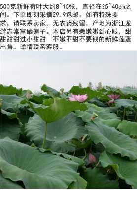 莲藕尖是莲藕的哪里(看荷叶怎样判断莲藕的方向)-第3张图片-厨房小当家 莲藕尖是莲藕的哪里(看荷叶怎样判断莲藕的方向)-第3张图片-厨房小当家