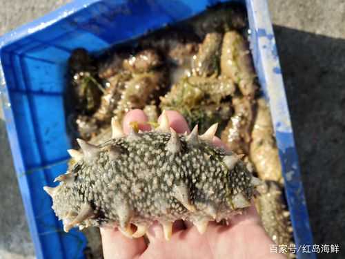 野生海参生活在哪里（野生海参生活在哪里最多）-第3张图片-厨房小当家