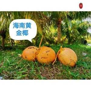 棷子是哪里的特产(描写海南特产椰子的句子)-第2张图片-厨房小当家 棷子是哪里的特产(描写海南特产椰子的句子)-第2张图片-厨房小当家