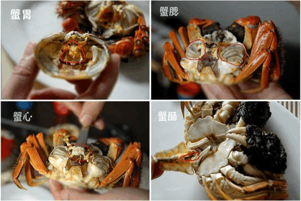 螃蟹怎么吃哪里不能吃(梭子蟹哪些部位不能吃)-第1张图片-厨房小当家 螃蟹怎么吃哪里不能吃(梭子蟹哪些部位不能吃)-第1张图片-厨房小当家