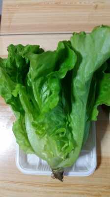 广州菜市场那家便宜,广州哪里有罗马生菜买的-第3张图片-厨房小当家 广州菜市场那家便宜,广州哪里有罗马生菜买的-第3张图片-厨房小当家