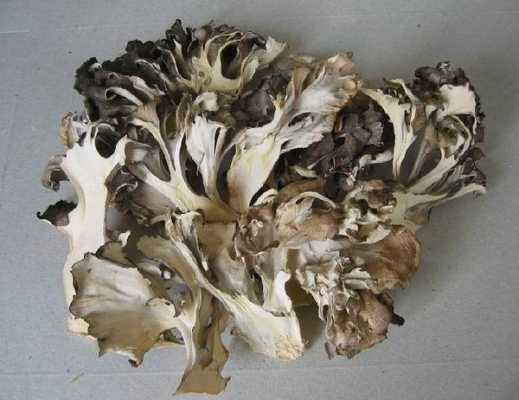 灰树花做法,灰树花片哪里能买到啊-第3张图片-厨房小当家 灰树花做法,灰树花片哪里能买到啊-第3张图片-厨房小当家