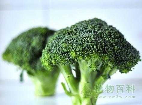 西兰花哪里最有营养(西兰花哪个部位可以吃)-第1张图片-厨房小当家 西兰花哪里最有营养(西兰花哪个部位可以吃)-第1张图片-厨房小当家