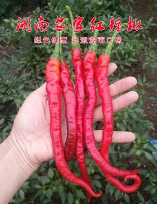 二荆条辣椒哪个种子好,二荆条辣椒哪里的最好最香呢-第3张图片-厨房小当家 二荆条辣椒哪个种子好,二荆条辣椒哪里的最好最香呢-第3张图片-厨房小当家