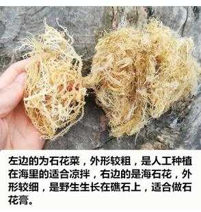 海石花是哪里的特产(海石花是哪里的特产呢)-第1张图片-厨房小当家 海石花是哪里的特产(海石花是哪里的特产呢)-第1张图片-厨房小当家