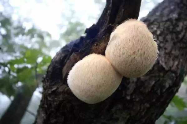 猴头菇都产自哪里,哪里的最好,猴头菇生长在哪里?-第1张图片-厨房小当家 猴头菇都产自哪里,哪里的最好,猴头菇生长在哪里?-第1张图片-厨房小当家