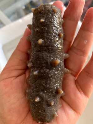 海参内膜要去掉吗,袋装海参丝哪里有买的啊-第2张图片-厨房小当家 海参内膜要去掉吗,袋装海参丝哪里有买的啊-第2张图片-厨房小当家