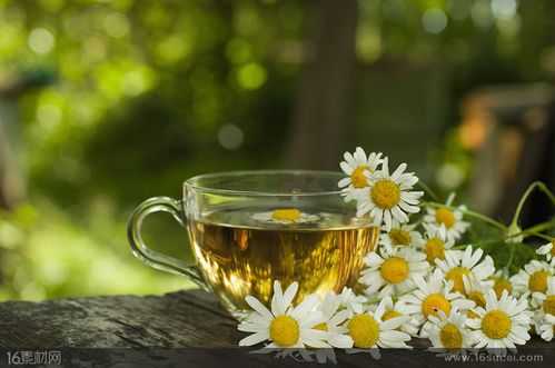 夏天的菊花茶哪里下载（夏天的菊花图片）-第1张图片-厨房小当家