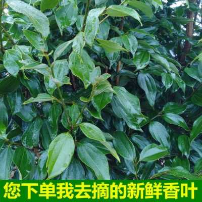 香叶哪里种的比较香(香叶是君料还是臣料)-第3张图片-厨房小当家 香叶哪里种的比较香(香叶是君料还是臣料)-第3张图片-厨房小当家