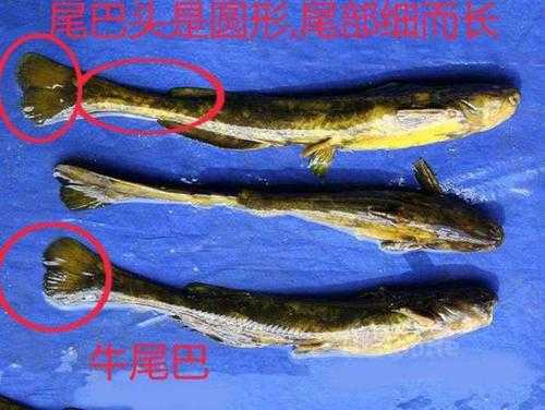 牛尾巴麻辣哪里生产的（牛尾巴鱼和黄辣丁哪个好吃）-第1张图片-厨房小当家