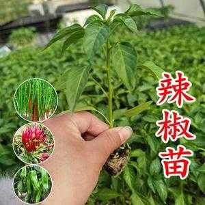 为什么拼多多辣椒粉那么便宜,朝天椒的辣椒批发市场-第2张图片-厨房小当家 为什么拼多多辣椒粉那么便宜,朝天椒的辣椒批发市场-第2张图片-厨房小当家