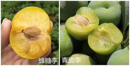 港剪爆汁脱骨鸡怎么样(蜂糖李和桃李区别)-第1张图片-厨房小当家 港剪爆汁脱骨鸡怎么样(蜂糖李和桃李区别)-第1张图片-厨房小当家