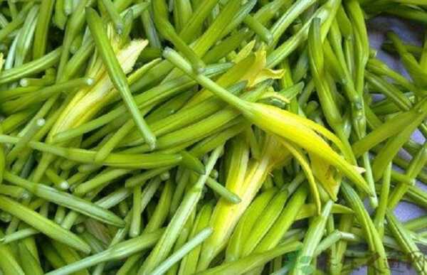 鲜黄花菜哪里不能吃(为什么黄花菜开花之后就有毒了,不能吃了,毒从哪来)-第2张图片-厨房小当家 鲜黄花菜哪里不能吃(为什么黄花菜开花之后就有毒了,不能吃了,毒从哪来)-第2张图片-厨房小当家