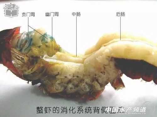 小龙虾的肠子在哪里(小龙虾的肠子在什么位置)-第3张图片-厨房小当家 小龙虾的肠子在哪里(小龙虾的肠子在什么位置)-第3张图片-厨房小当家