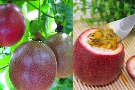 百香果哪里可以食用(百香果哪里可以食用呢)-第2张图片-厨房小当家 百香果哪里可以食用(百香果哪里可以食用呢)-第2张图片-厨房小当家
