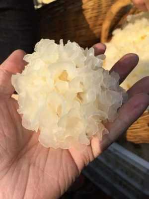 白木耳雪耳哪里产的好(白木耳雪耳哪里产的好吃)-第3张图片-厨房小当家 白木耳雪耳哪里产的好(白木耳雪耳哪里产的好吃)-第3张图片-厨房小当家