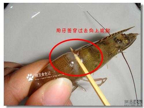 大龙虾的虾线在哪里(大龙虾虾线怎么弄)-第1张图片-厨房小当家 大龙虾的虾线在哪里(大龙虾虾线怎么弄)-第1张图片-厨房小当家