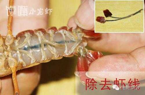 大龙虾的虾线在哪里(大龙虾虾线怎么弄)-第2张图片-厨房小当家 大龙虾的虾线在哪里(大龙虾虾线怎么弄)-第2张图片-厨房小当家