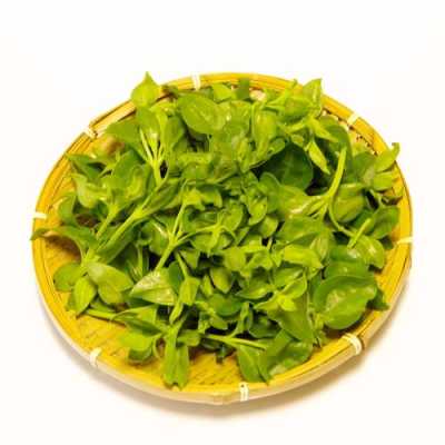 蔬菜穿心莲在窒内养有净化空气作用吗,穿心莲哪里有得卖-第3张图片-厨房小当家 蔬菜穿心莲在窒内养有净化空气作用吗,穿心莲哪里有得卖-第3张图片-厨房小当家