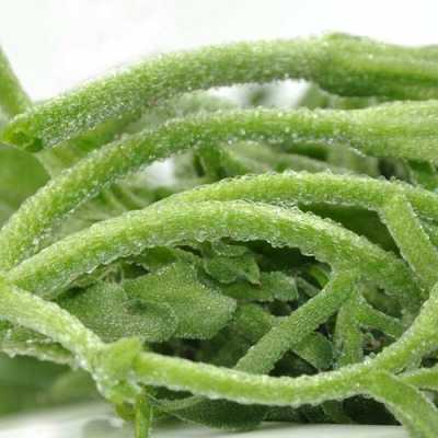 上海冰草菜哪里去买(冰草多少钱一斤在上海)-第2张图片-厨房小当家 上海冰草菜哪里去买(冰草多少钱一斤在上海)-第2张图片-厨房小当家