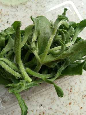 上海冰草菜哪里去买(冰草多少钱一斤在上海)-第3张图片-厨房小当家 上海冰草菜哪里去买(冰草多少钱一斤在上海)-第3张图片-厨房小当家