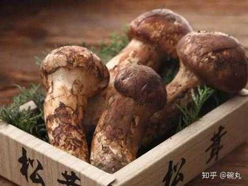世界上哪里的松茸最好(松茸的品质哪里的最好)-第3张图片-厨房小当家 世界上哪里的松茸最好(松茸的品质哪里的最好)-第3张图片-厨房小当家