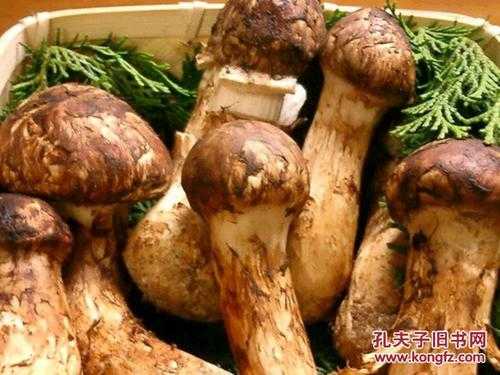 世界上哪里的松茸最好(松茸的品质哪里的最好)-第2张图片-厨房小当家 世界上哪里的松茸最好(松茸的品质哪里的最好)-第2张图片-厨房小当家