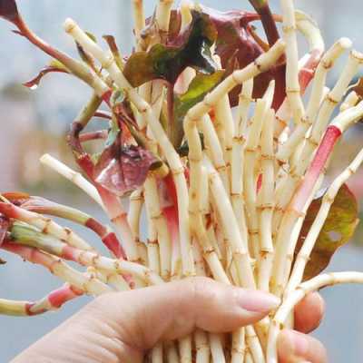 新鲜的鱼腥草哪里有卖（新鲜的鱼腥草哪里有卖的）-第2张图片-厨房小当家