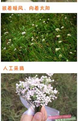 在哪里能买倒野韭菜花(在哪里能买倒野韭菜花呢)-第1张图片-厨房小当家 在哪里能买倒野韭菜花(在哪里能买倒野韭菜花呢)-第1张图片-厨房小当家