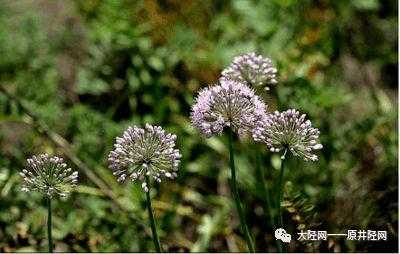 在哪里能买倒野韭菜花(在哪里能买倒野韭菜花呢)-第2张图片-厨房小当家 在哪里能买倒野韭菜花(在哪里能买倒野韭菜花呢)-第2张图片-厨房小当家