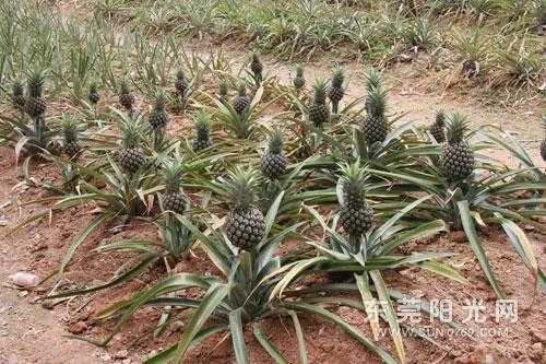 菠萝到底是怎么长的,在树上还是在地上,菠萝是从哪里长出来的图片-第2张图片-厨房小当家 菠萝到底是怎么长的,在树上还是在地上,菠萝是从哪里长出来的图片-第2张图片-厨房小当家