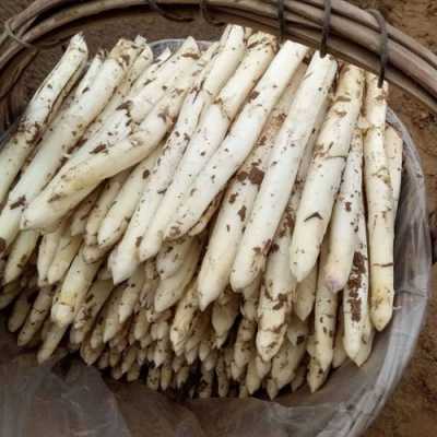 白芦笋哪里哪里最多(白芦笋哪里有卖)-第2张图片-厨房小当家 白芦笋哪里哪里最多(白芦笋哪里有卖)-第2张图片-厨房小当家
