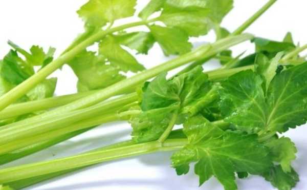 狗能不能吃芹菜,芹菜哪里能吃哪里不能吃的图片-第2张图片-厨房小当家 狗能不能吃芹菜,芹菜哪里能吃哪里不能吃的图片-第2张图片-厨房小当家