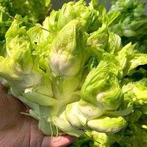 新鲜芥疙瘩叶子哪里有卖的,芥菜疙瘩哪里买-第3张图片-厨房小当家
