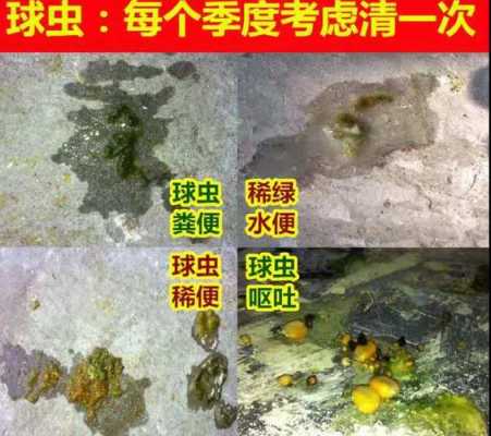 哪里底往哪里流就是鸡(半斤的鸡,拉白屎、流口水、翅膀掉着是什么原因)-第3张图片-厨房小当家 哪里底往哪里流就是鸡(半斤的鸡,拉白屎、流口水、翅膀掉着是什么原因)-第3张图片-厨房小当家