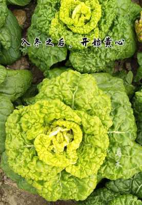 东北地区能种乌塌菜吗,乌塌菜哪里生产的最好-第2张图片-厨房小当家 东北地区能种乌塌菜吗,乌塌菜哪里生产的最好-第2张图片-厨房小当家