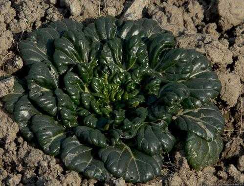 东北地区能种乌塌菜吗,乌塌菜哪里生产的最好-第3张图片-厨房小当家 东北地区能种乌塌菜吗,乌塌菜哪里生产的最好-第3张图片-厨房小当家
