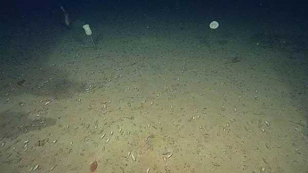 张家港深海800米怎么样(张家港深海800米怎么样)-第2张图片-厨房小当家 张家港深海800米怎么样(张家港深海800米怎么样)-第2张图片-厨房小当家